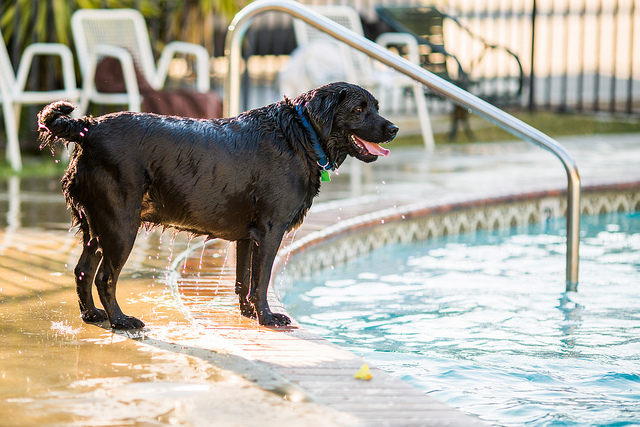 Water Safety Tips for Pets in Summer