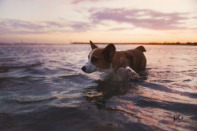 Water Safety Tips for Pets: Swimming