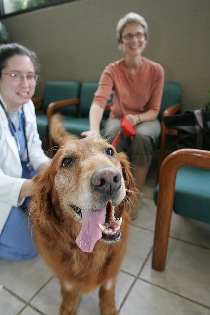 Taking Your Dog to the Vet