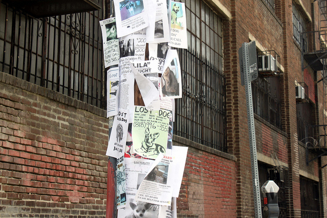 How to Find a Lost Pet