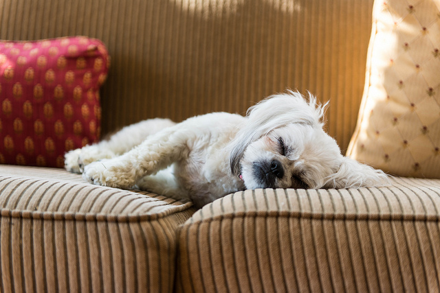 Dogs Sleeping Disorders