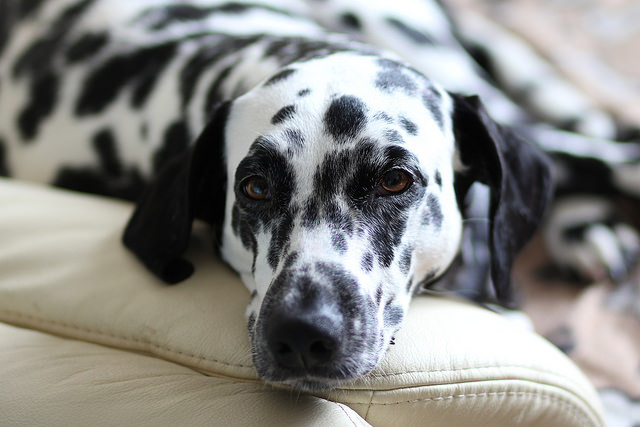 Understanding Your Dogs Sleeping Pattern