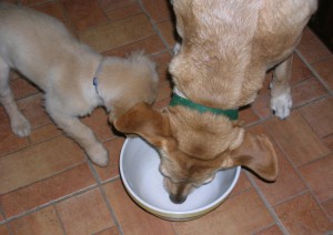 Dogs Eating