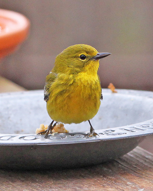 Give Your Pet a Bath Pet Care Tips