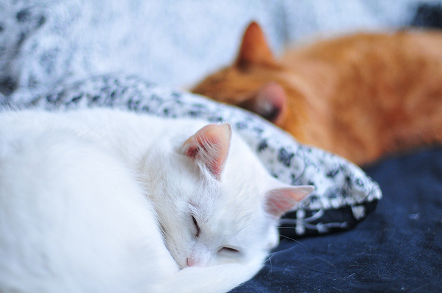 Cats Sleeping Disorders