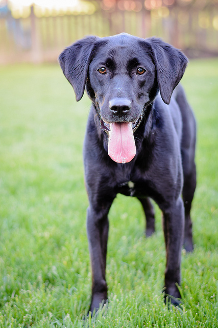 Pet Care Tips for Dogs and Cats