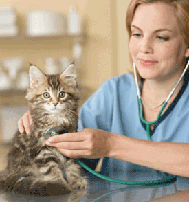 Taking Cat to the Vet in the Spring