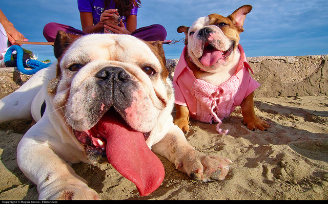 Pets at the Beach in Spring
