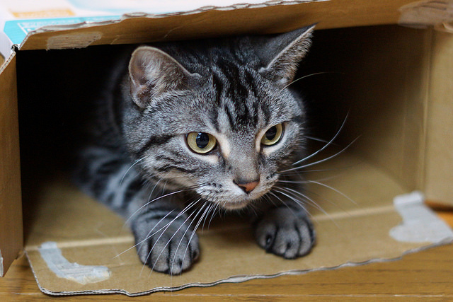  Photo  by K-nekoTR /  CC BY-NC-ND 