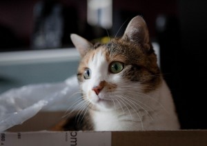 Why Do Cats Love Boxes - Theory #3: Body Temperature
