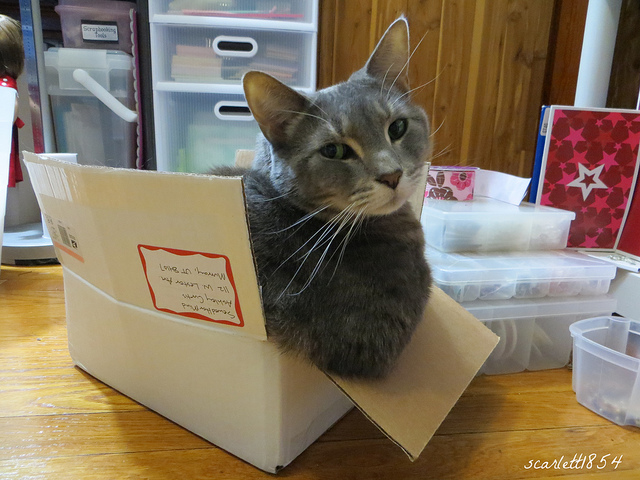  Photo  by scarlett1854 /  CC BY-NC 