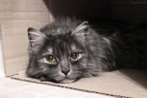 Why Do Cats Love Boxes - Theory #2: Conflict Resolution