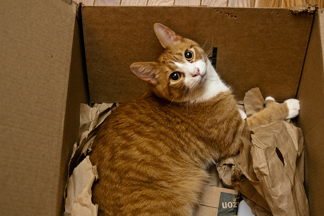 Why Do Cats Love Boxes?
