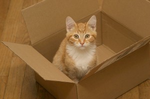 Cat in Box - Why Do Cats Love Boxes?