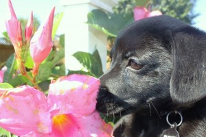 dog at flower