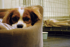  Photo  by the green gables /  CC BY-NC-ND 