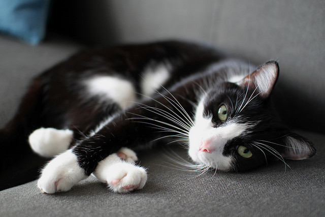  Photo  by Mr.TinDC /  CC BY-ND