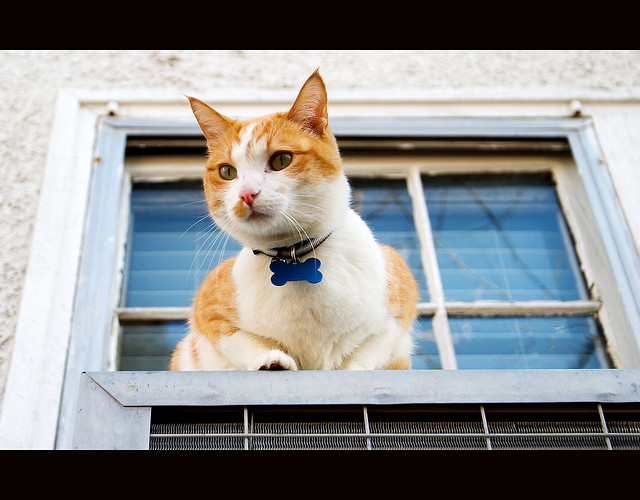 Why Pets Run Away in How to Find a Lost Pet