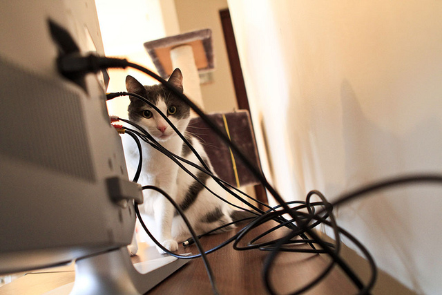 Don't Poison Your Pet - Watch Out for Wiring in Your Home