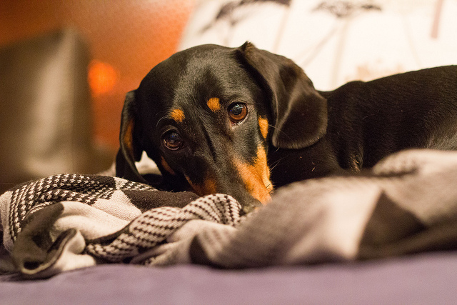 Don't Poison Your Pet! Watch Out for These Household Items