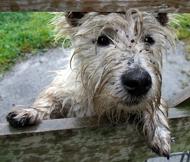 Tips for Finding Your Lost Pet