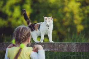 Pet Assure cat enjoying the summer.