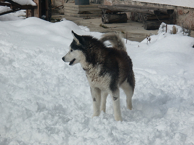 Huskies Don't Need To Wear Winter Gear