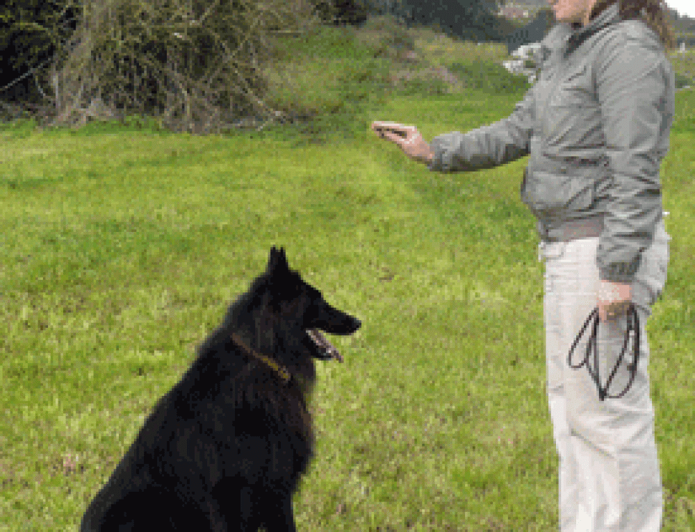 Clicker Training A Dog