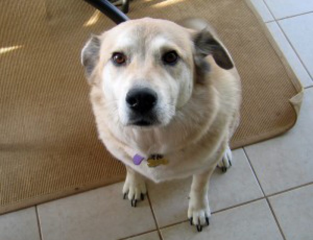 Service Animals: Guide Dogs