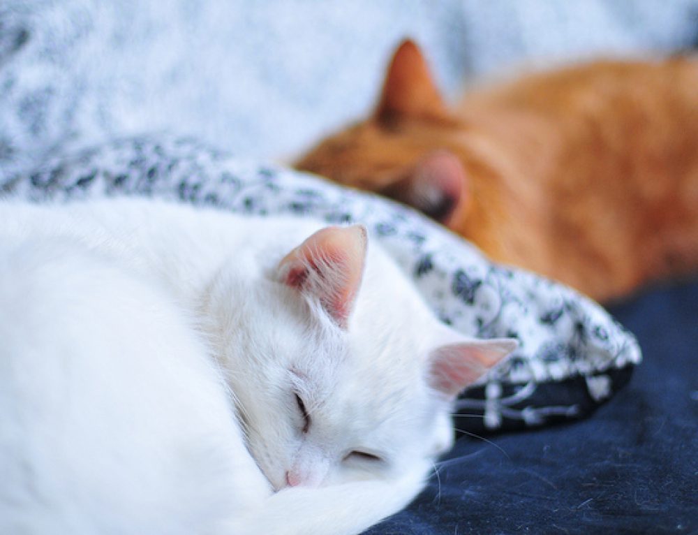 Understanding Your Cats Sleeping Pattern